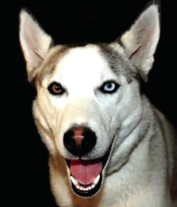 Layla belongs to Angie Arguijo. To enter your pet in the Hereford BRAND’s Pet Pic of the Week contest visit us on Facebook and submit your picture there. Winners receive a free one year online subscription to the Hereford BRAND or some Hereford BRAND merchandise. Winners need to come by 205 E. Park Avenue to the Brand office to claim their prize.