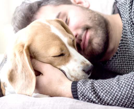 Pet