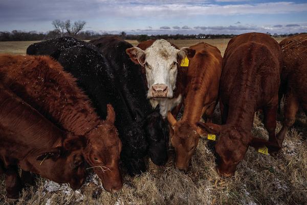 Texas beef herd signals higher prices ahead for producers, consumers