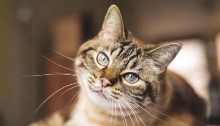 Pet
