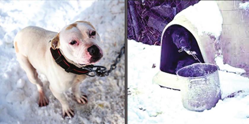 Hundreds of pets died in Texas during the recent storm due to owner neglect and abuse. Animals were left outside to die. Dogs were found frozen solid in inadequate dog houses in sub-zero temperatures. Safe Outdoor Dogs Legislation is being heard by the House Criminal Jurisprudence Committee to establish basic standards of care to protect animals against extreme outdoor temperatures and other safety factors.