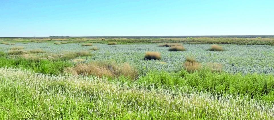 Pheasants Forever Chapter President Restores Playas Across the Texas Panhandle
