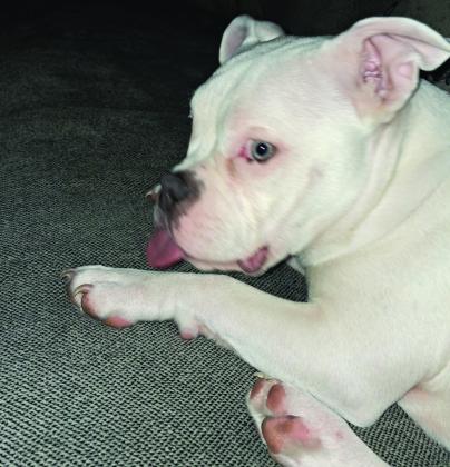 Lola belongs to Michelle Mendoza Vera. To enter your pet in the Hereford BRAND’s Pet Pic of the Week contest visit us on Facebook and submit your picture there. Winners receive a free one year online subscription to the Hereford BRAND or some Hereford BRAND merchandise. Winners need to come by 200 E. Park Avenue to the Brand office to claim their prize.