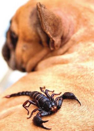 Pet Talk
