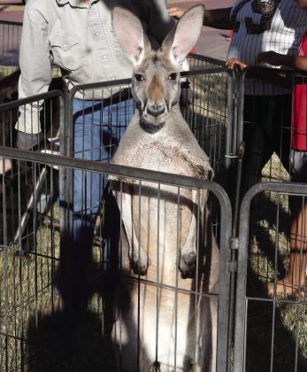 The Fall Family Festival Petting zoo.