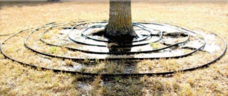 Watering trees during  drought critical