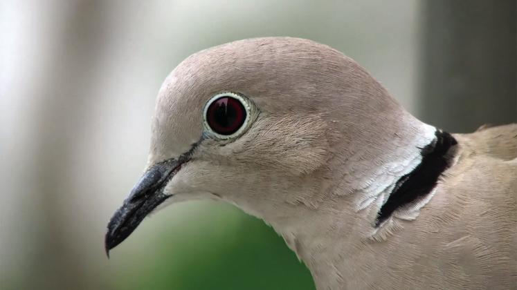 TWO TO TRY FOR--Both mourning and collared doves will be legal game on opening day of dove season September 1. The difference between the two species, a distinctive black ring at the back of the collar, is evident upon close examination of collared doves, but not mourning doves.