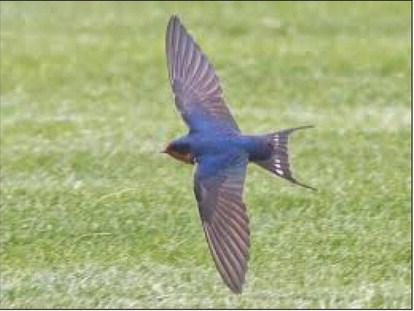 Barn, cliff swallows are mighty mites of insect consumption