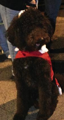 GOOD SANTA BOY! (Photo by Jim Steiert)