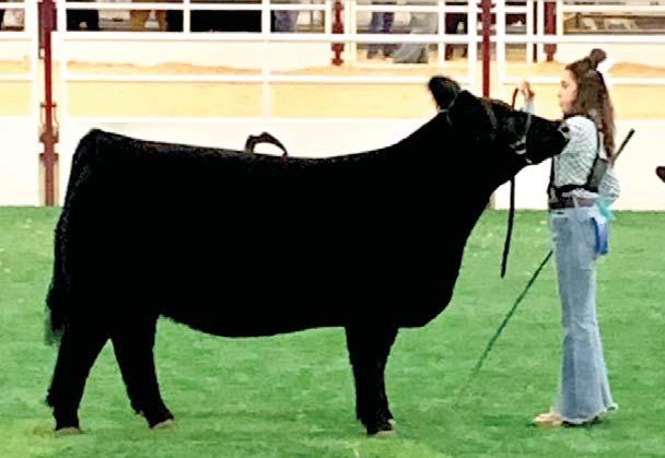 Nazareth FFA Kaylin Acker was the Division Champion/Chi heifer at the San Antonio Stock Show.