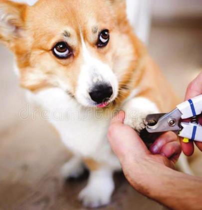 Pet Talk