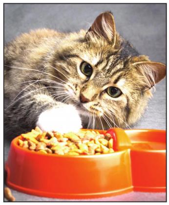 Pet Talk