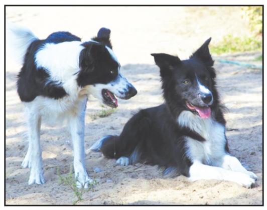 Abbott signs Safe Outdoor Dogs Act into law