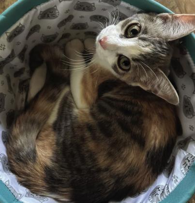 Pet Pic of the Week