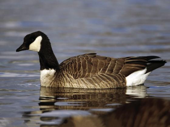SUSCEPTIBLE SORTS--Diminutive cackling geese such as this one that are common on the Hereford Aquatic Park Pond are particularly susceptible to avian flu currently making the rounds. Exercise caution if you find goose carcasses or encounter wild geese that don't flee from humans as they normally do.