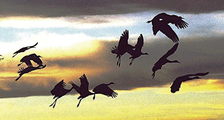 SKY MAGIC--Whether the wait is for sunrise sandhill cranes, or mallards or geese, the interval from night to dawn brings nature's masterpiece of colors and shading sufficient to leave one awestruck and mindful of the Maker of these wonders. (Photo by Jim Steiert)