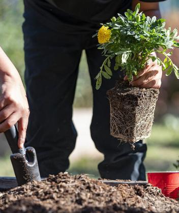 Picking the right plant and preparing soil are important in setting up a garden. (Photo by Texas AgriLife Extension)