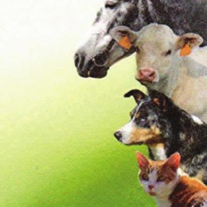 Pet Talk