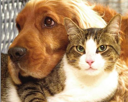 Pet Talk