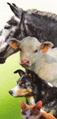Pet Talk