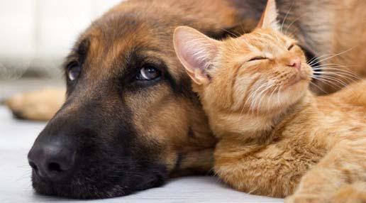 Pet Talk