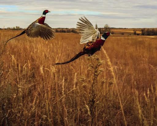 Despite good rains, pheasant numbers are up only slightly