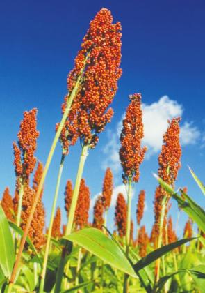 Sorghum Checkoff Program
