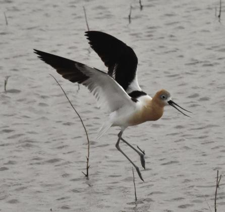 Shorebird field day set for August 26 at Nazareth