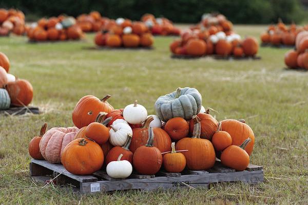 Consistent summer rains spur this year’s pumpkin harvest