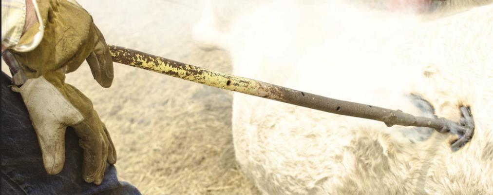 Texas cattle brand deadline nears