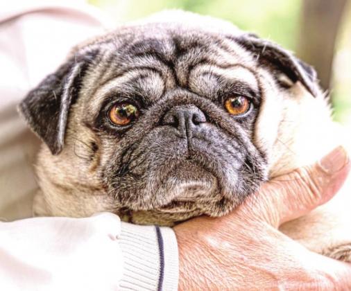Pet