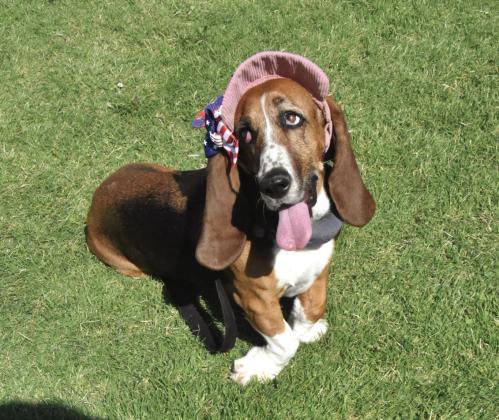 Feeling doggone patriotic in the park. (Photo by Jim Steiert)
