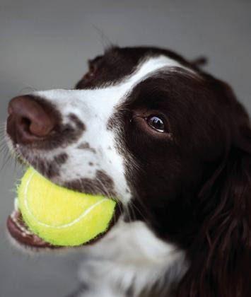 When Pets Choke: Knowing What To Do Can Save A Life A favorite toy or treat can become dangerous in an instant if it becomes lodged in a pet’s airway.