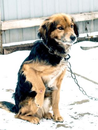 Pet