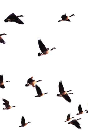 HERE THEY COME!--Sandhill crane season opens just one week from today, while goose seasons in the Western Zone that includes the local area open November 1. Kevin Kraai, Waterfowl Program Leader with the Texas Parks and Wildlife Department, says he expects a very good sandhill crane and goose season in the Texas Panhandle. (Photos by Jim Steiert)