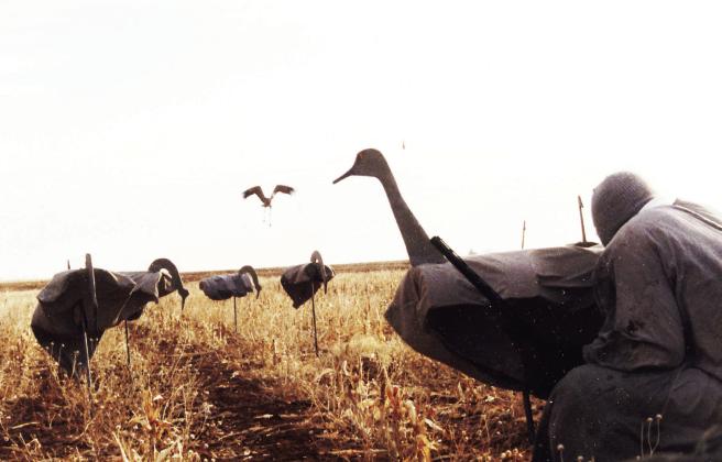 Prospects are for a decent 2025-2026 goose, sandhill crane season