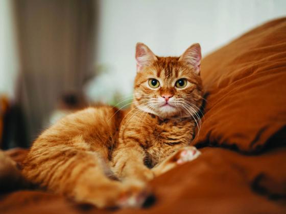 Pet Talk