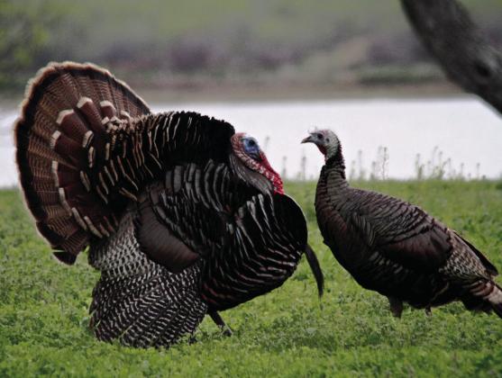 Regulations comment, Grassland Incentive deadlines nearing