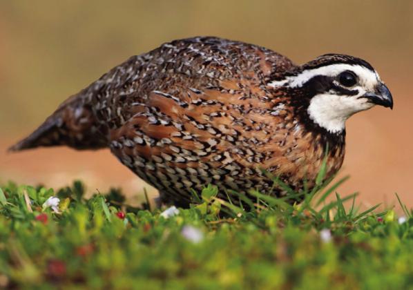 CHANGES MAY BE COMING--Headlining the proposed changes in hunting regulations is a proposed major shift in turkey hunting regulations. TPWD proposes to change annual turkey bag limits to only gobblers and bearded hens in counties where either sex is currently allowed for wild turkey hunting. Also in proposed upland bird hunting changes would be simplifying regulations by aligning chachalaca and quail hunting seasons.