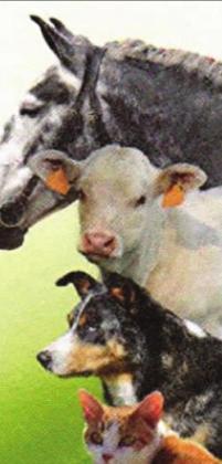 Pet