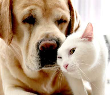 Pet Talk