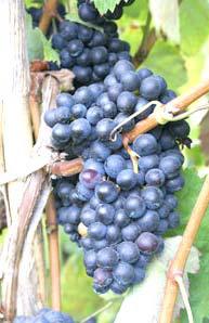 West Texas wines gaining notoriety