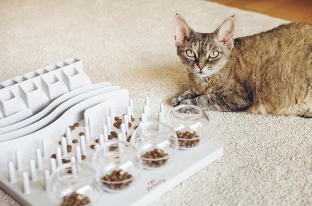 Pet Talk