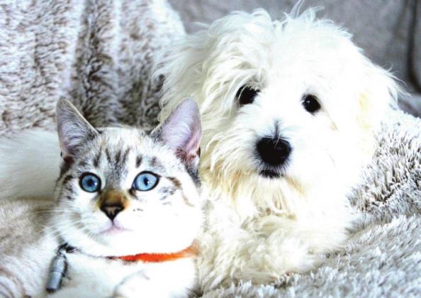 Pet