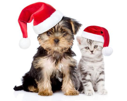 Pet Talk