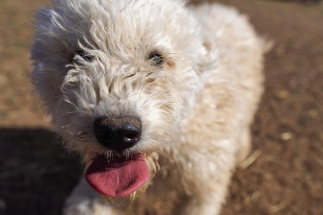 Understanding canine distemper virus and increased risk during summer