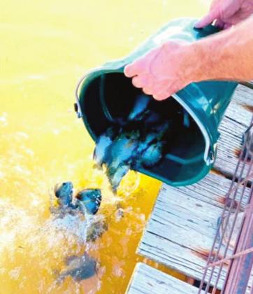 Fish Donation to