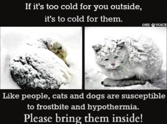 Pet Talk