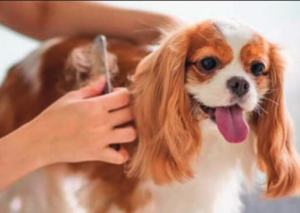Pet