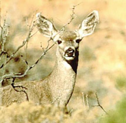 Game wardens increase mule deer patrols